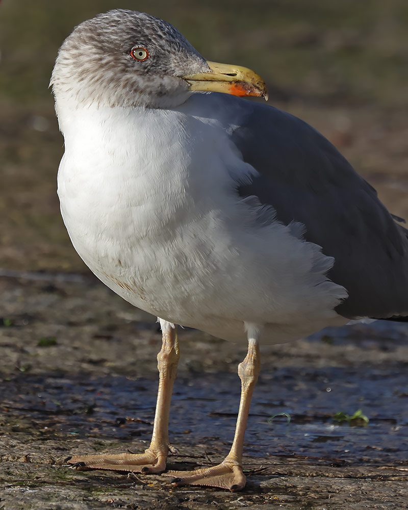 Azorean gull